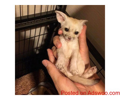 FENNEC FOX FOR SALE TEXT (601) 675-2405?