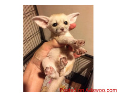 FENNEC FOX FOR SALE TEXT (601) 675-2405?