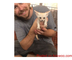 FENNEC FOX FOR SALE TEXT (601) 675-2405?