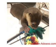 ASIAN SMALL CLAWED OTTERS FOR SALE TEXT OR CALL(601) 675-2405?
