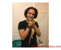 BABY SQUIRREL MONKEYS, 10 WEEKS OLD,