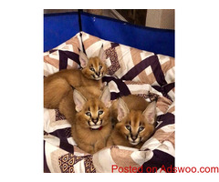 MALE AND FEMALE CARACAL KITTEN READY FOR NEW LOVING HOME AS PETS