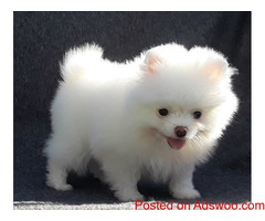 Sweet Pomeranian puppies available
