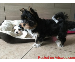 Tea-Cup Size Yorkie Puppies