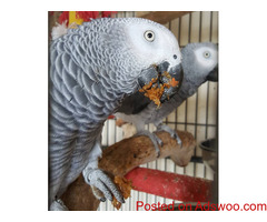 I am selling my African grey birds together as a pair ready to go!!