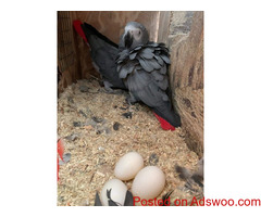 Hand Fed & Dna tested Baby, adult parrots with fertilized parrot eggs