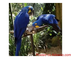 Hand Fed & Dna tested Baby, adult parrots with fertilized parrot eggs