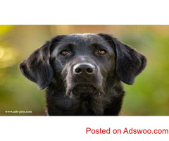 Pet Store - Adopt, Buy & Sell Dogs & Puppies Online in Bangalore