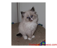 Gatito siberiano para adopción