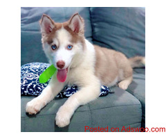 Buy Siberian Husky