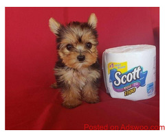 Yorkie puppies for adoption..