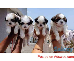 KCI SHIH TZU PUPPIES READY FOR RE-HOME