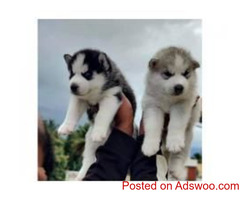 BLUE EYES SIBERIAN HUSKY PUPPIES AVAILABLE