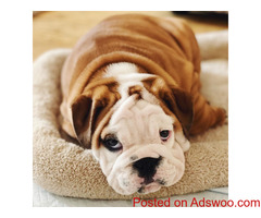 Bulldog pu[[ies for sale