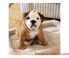 Bulldog pu[[ies for sale