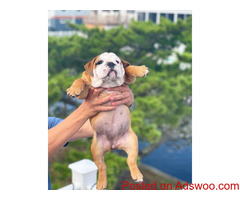 Bulldog pu[[ies for sale