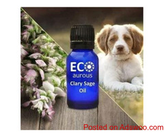 Buy online German blue chamomile essential oil for dogs- Eco Aurous