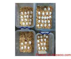 Fertilized parrot eggs from Europe