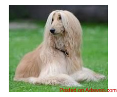 Find Afghan Hound Puppies for sale in Hyderabad | Mr n Mrs Pet