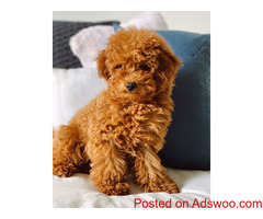 Toy poodle puppies for sale.