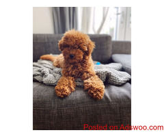 Toy poodle puppies for sale.