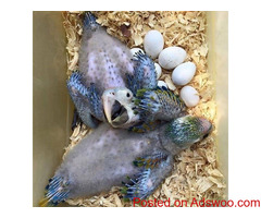 Well tamed birds and healthy parrots for sale