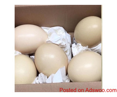 Well tamed birds and healthy parrots for sale