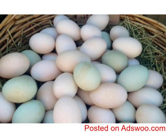 Parrot and Parrot fertile eggs for sale