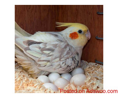 Parrot and Parrot fertile eggs for sale