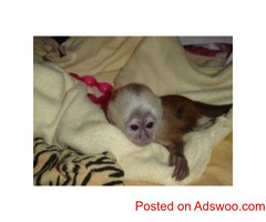 capuchin monkeys for adoption and ready to good homes