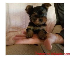 Lovely Yorkshire Terrier puppy