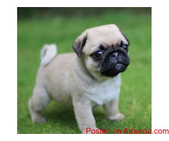 Pug Puppies For Adoption