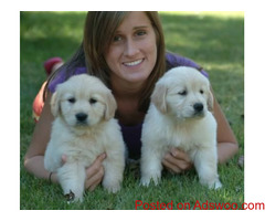 Beautiful Pedigree Golden Retriever Pups
