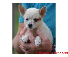 Australian Cattle Dog for sale