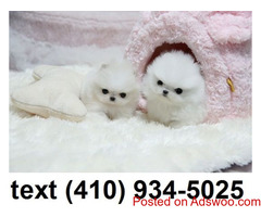 Cute t-cup pomeranian puppies for sale.