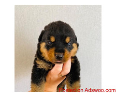 Rottweiller puppies for adoption