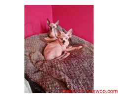Blue Eyes Sphynx kitten