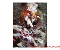The best powerful herbalist and Native Doctor in Nigeria +2349163999482