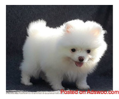 Sweet Pomeranian puppies available
