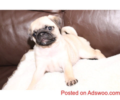 Beautiful pug puppies