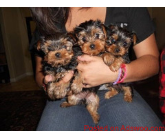 Lovely Yorkie puppies for a new home.