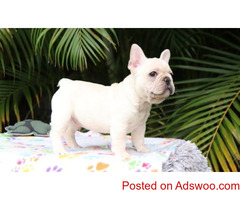 Male and Female French Bulldog Puppy for Sale