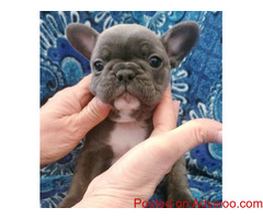French Bulldog Puppies available now