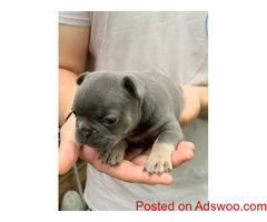 Adorable French Bulldog Puppies