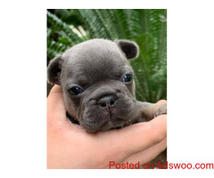 Adorable French Bulldog Puppies