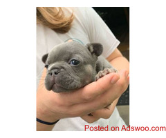 Adorable French Bulldog Puppies
