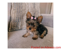 Sweet Gorgeous Teacup Yorkie Puppies