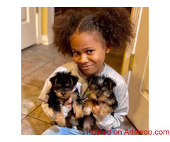 Cute Yorkie Terrier Puppies For Any Loving Home