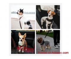 Dog Car Seatbelt  For Sale