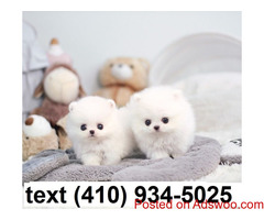 Cuttest tiny t-cup pomeranian puppies for sale